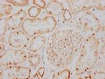 GDNF Antibody in Immunohistochemistry (Paraffin) (IHC (P))