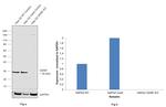 GDNF Antibody