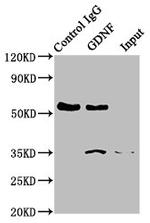 GDNF Antibody in Western Blot (WB)