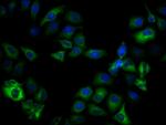 Phospho-GSK3B (Ser9) Antibody in Immunocytochemistry (ICC/IF)