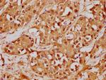 GST Omega 1 140A Antibody in Immunohistochemistry (Paraffin) (IHC (P))