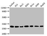 GST Omega 1 140A Antibody in Western Blot (WB)