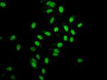 Histone H2A Antibody in Immunocytochemistry (ICC/IF)