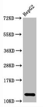 Histone H2A Antibody in Western Blot (WB)