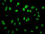 H3R2me1 Antibody in Immunocytochemistry (ICC/IF)