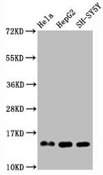 H3R2me1 Antibody in Western Blot (WB)