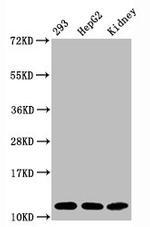 H4K16ac Antibody in Western Blot (WB)