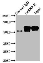 hnRNP K Antibody in Western Blot (WB)