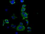 HSP27 Antibody in Immunocytochemistry (ICC/IF)