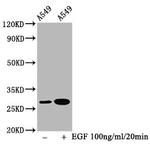 Phospho-HSP27 (Ser78) Antibody in Western Blot (WB)