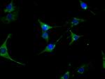 HSP90 alpha Antibody in Immunocytochemistry (ICC/IF)