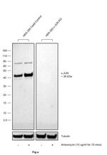 Phospho-c-Jun (Ser63) Antibody