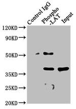 Phospho-LAT (Tyr191) Antibody in Western Blot (WB)