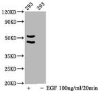 Phospho-JNK1/JNK2/JNK3 (Thr183, Thr221) Antibody in Western Blot (WB)