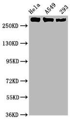 Phospho-RNA pol II CTD (Ser2) Antibody in Western Blot (WB)