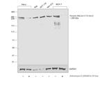 Phospho-RNA pol II CTD (Ser2) Antibody in Western Blot (WB)