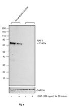 Phospho-c-Raf (Ser621) Antibody