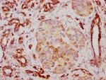 TSPO Antibody in Immunohistochemistry (Paraffin) (IHC (P))