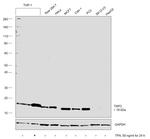 TSPO Antibody