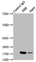 TSPO Antibody in Western Blot (WB)