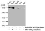 Phospho-Nrf2 (Ser40) Antibody in Western Blot (WB)