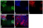 BAK Antibody in Immunocytochemistry (ICC/IF)