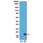 H3K9me1 Antibody in Western Blot (WB)