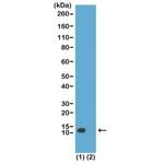 H4K20ac Antibody in Western Blot (WB)