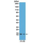 H4K12ac Antibody in Western Blot (WB)