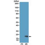 H3K9me3 Antibody in Western Blot (WB)