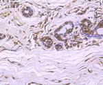 Cullin 4A Antibody in Immunohistochemistry (Paraffin) (IHC (P))