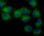 NCK1 Antibody in Immunocytochemistry (ICC/IF)