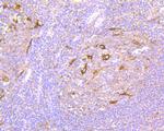 NCK1 Antibody in Immunohistochemistry (Paraffin) (IHC (P))