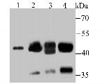 NCK1 Antibody in Western Blot (WB)