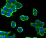 Villin Antibody in Immunocytochemistry (ICC/IF)