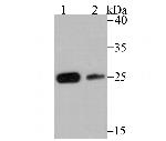 CK2 beta Antibody in Western Blot (WB)