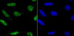 MAD2 Antibody in Immunocytochemistry (ICC/IF)