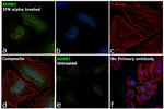 ADAR1 Antibody in Immunocytochemistry (ICC/IF)