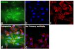 ENDOG Antibody in Immunocytochemistry (ICC/IF)