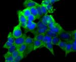 PCK1 Antibody in Immunocytochemistry (ICC/IF)