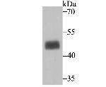 MAPKAPK2 Antibody in Western Blot (WB)