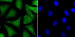 NR0B1 Antibody in Immunocytochemistry (ICC/IF)