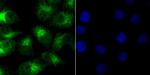 NR0B1 Antibody in Immunocytochemistry (ICC/IF)