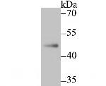 NR0B1 Antibody in Western Blot (WB)