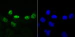 DKC1 Antibody in Immunocytochemistry (ICC/IF)