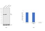 DKC1 Antibody in Western Blot (WB)