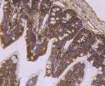 RPS19 Antibody in Immunohistochemistry (Paraffin) (IHC (P))