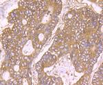 RPS19 Antibody in Immunohistochemistry (Paraffin) (IHC (P))