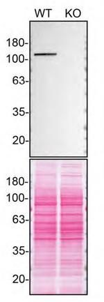 MATR3 Antibody in Western Blot (WB)