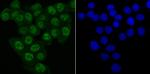 MATR3 Antibody in Immunocytochemistry (ICC/IF)